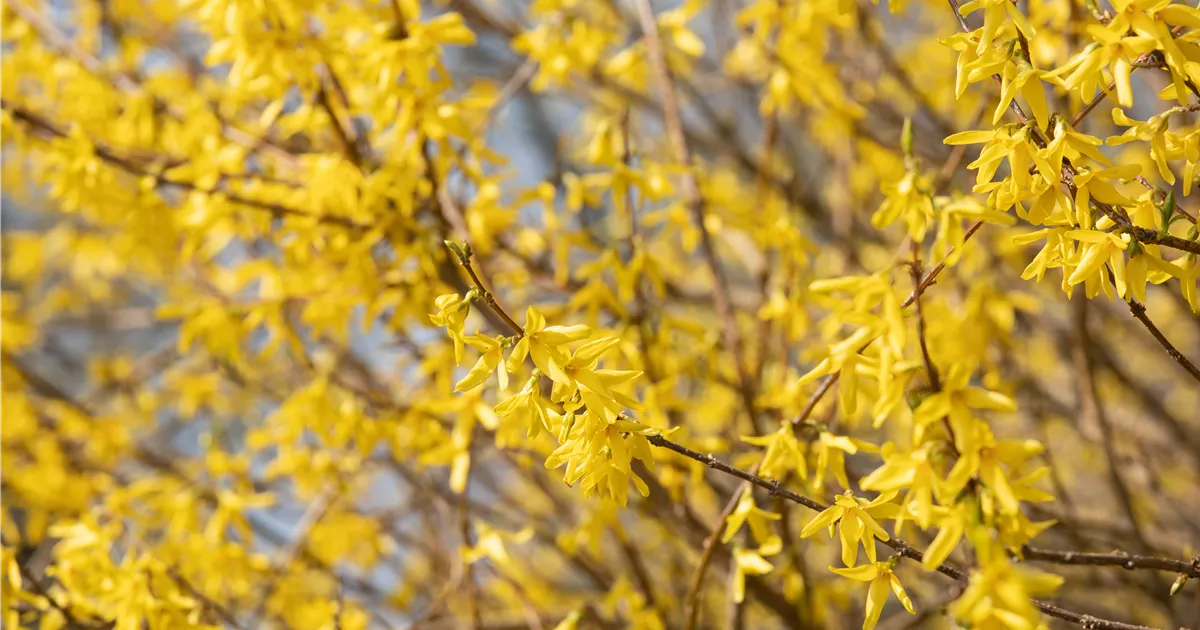  - Forsythie – der goldene Frühlingsbote