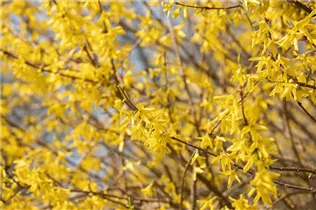 Forsythia x intermedia 'Maree d´Or'® - Forsythie 'Maree d'Or'®