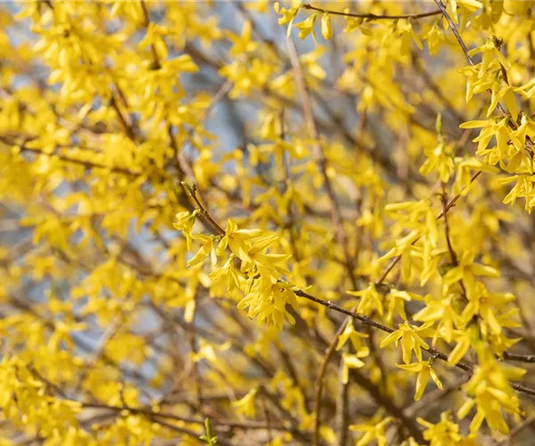 - Forsythie – der goldene Frühlingsbote  - Forsythie – der goldene Frühlingsbote