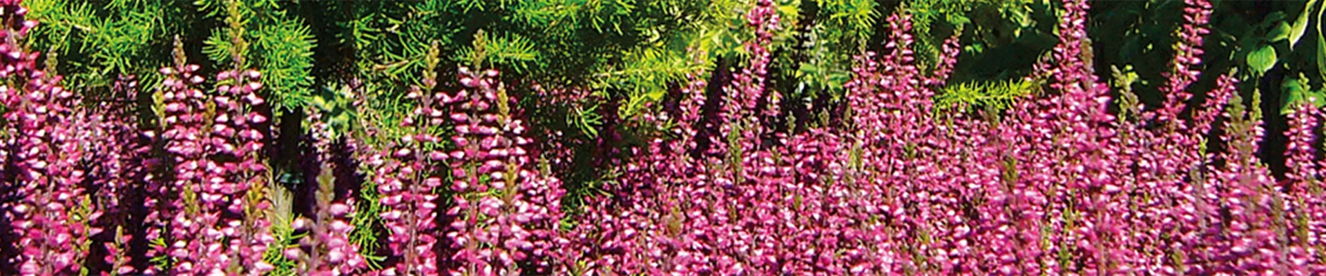 Header-Herbst-1920x200px Header-Herbst-1920x200px