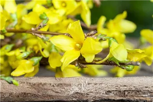 Forsythia x intermedia - Forsythie Forsythia x intermedia - Forsythie