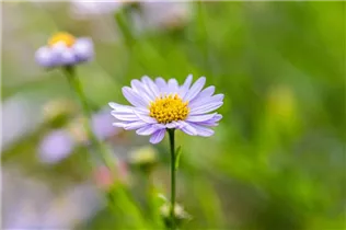 Aster amellus - Sommer-Aster