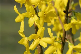 Forsythia x intermedia 'Lynwood' - Forsythie 'Lynwood'
