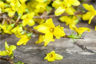 Forsythia x intermedia - Forsythie Forsythia x intermedia - Forsythie
