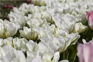 Blumenzwiebeln' - Tulpen White Valley