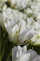 Blumenzwiebeln' - Tulpen White Valley