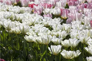 Blumenzwiebeln' - Tulpen White Valley