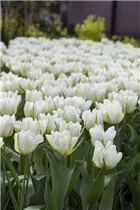 Blumenzwiebeln' - Tulpen White Valley