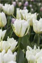 Blumenzwiebeln' - Tulpen White Valley