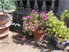 Pelargonium crispum - Zitronenduftpelargonie Pelargonium crispum - Zitronenduftpelargonie