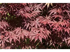 Acer palmatum 'Bloodgood' - Fächerahorn 'Bloodgood' Acer palmatum 'Bloodgood' - Fächerahorn 'Bloodgood'