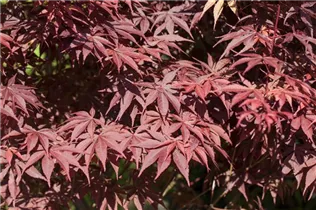 Acer palmatum 'Bloodgood' - Fächerahorn 'Bloodgood' Acer palmatum 'Bloodgood' - Fächerahorn 'Bloodgood'