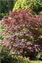 Acer palmatum 'Bloodgood' - Fächerahorn 'Bloodgood' Acer palmatum 'Bloodgood' - Fächerahorn 'Bloodgood'