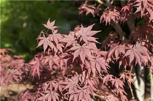 Acer palmatum 'Bloodgood' - Fächerahorn 'Bloodgood' Acer palmatum 'Bloodgood' - Fächerahorn 'Bloodgood'