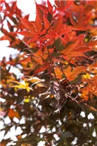 Acer palmatum 'Bloodgood' - Fächerahorn 'Bloodgood' Acer palmatum 'Bloodgood' - Fächerahorn 'Bloodgood'