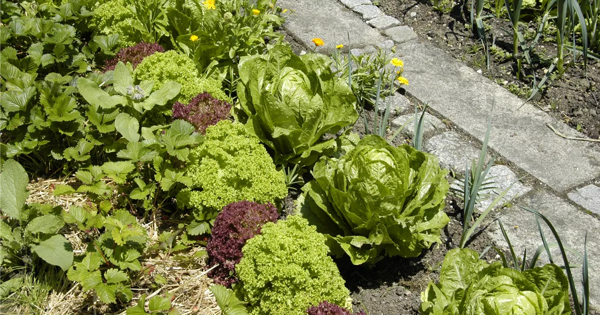  - Ideen für den Nutzgarten: Frisches Obst, Gemüse und Co.