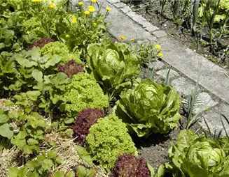 Ideen für den Nutzgarten: Frisches Obst, Gemüse und Co.