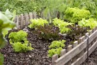 - Der eigene Gemüsegarten: Knackig, frisch und vitaminreich!  - Der eigene Gemüsegarten: Knackig, frisch und vitaminreich!