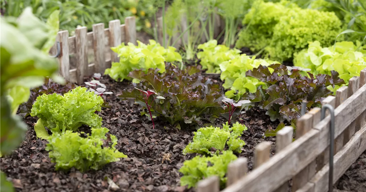  - Der eigene Gemüsegarten: Knackig, frisch und vitaminreich!