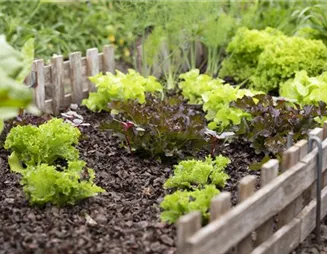 Der eigene Gemüsegarten: Knackig, frisch und vitaminreich!