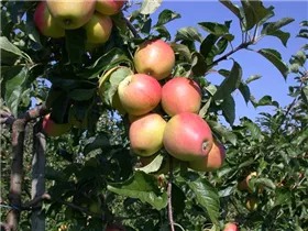 Malus domestica 'Pinova'(s) - Apfel 'Pinova'(s)