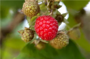 - Rubus idaeus 'Willamette'  - Rubus idaeus 'Willamette'