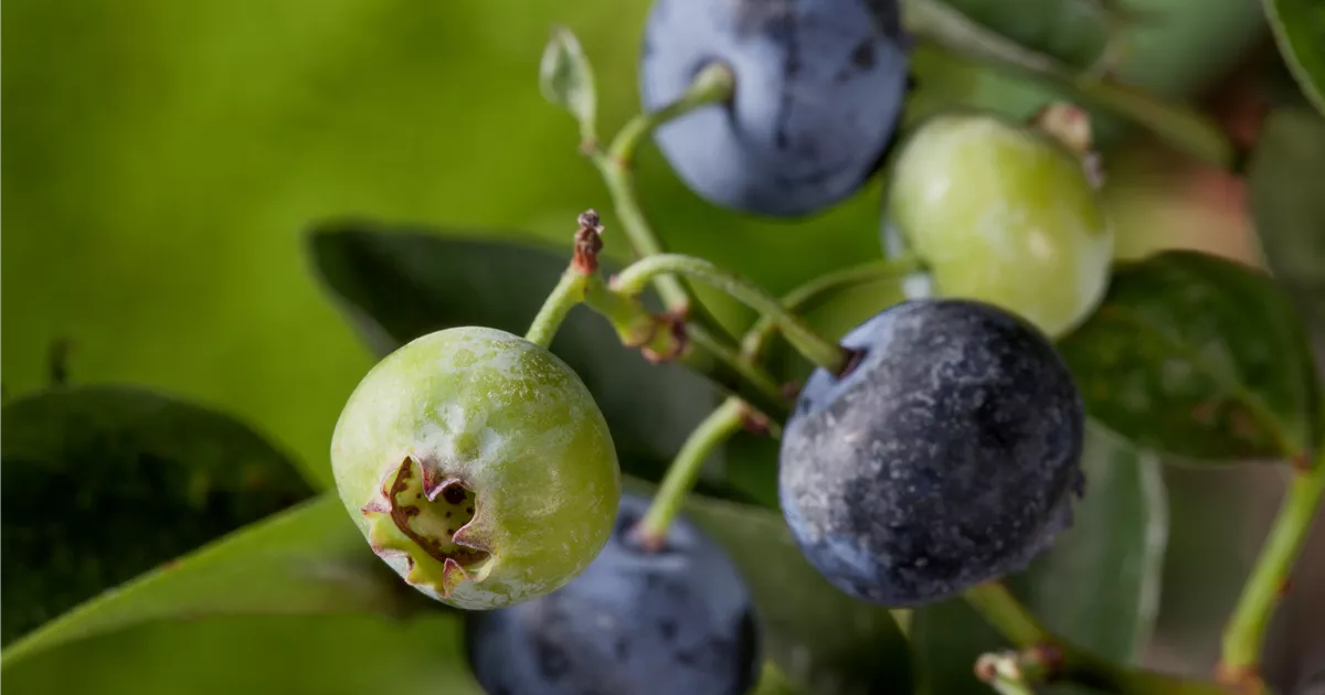  - Heidelbeeren – die blauen Super-Beeren