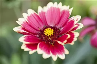 Gaillardia x grandiflora Sunset 'Mexican' - Kokardenblume Gaillardia x grandiflora Sunset 'Mexican' - Kokardenblume