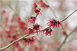 Hamamelis mollis - Chinesische Zaubernuss