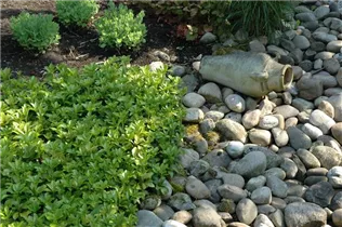 Pachysandra terminalis - Dickmännchen