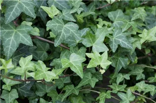 Hedera helix 'Woerner' - Efeu 'Woerner'