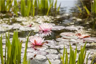 Nymphaea - Seerose Nymphaea - Seerose