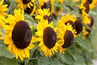 - Der goldene Herbst wird bunt: die Top 8 der Herbstblumen  - Der goldene Herbst wird bunt: die Top 8 der Herbstblumen