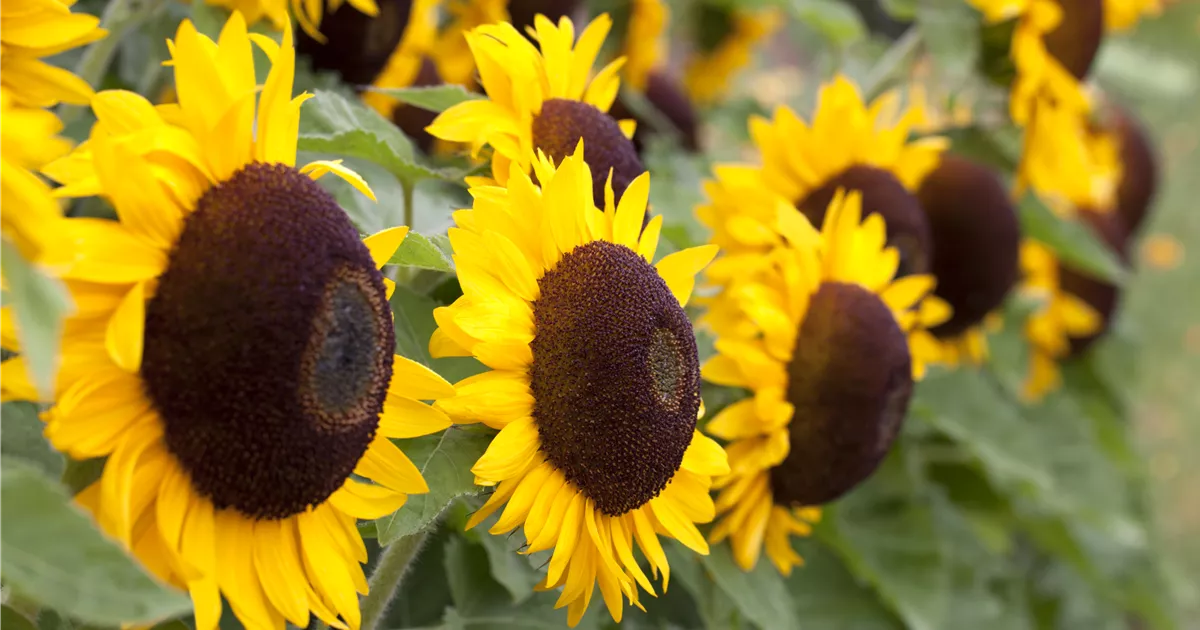  - Der goldene Herbst wird bunt: die Top 8 der Herbstblumen