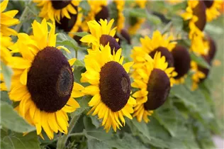 Helianthus annuus 'Big Smile' - Sonnenblume 'Big Smile'