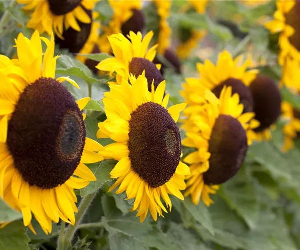 - Der goldene Herbst wird bunt: die Top 8 der Herbstblumen  - Der goldene Herbst wird bunt: die Top 8 der Herbstblumen