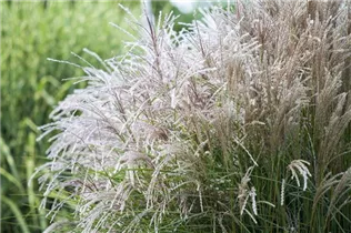 Miscanthus sinensis - Garten-Chinaschilf Miscanthus sinensis - Garten-Chinaschilf