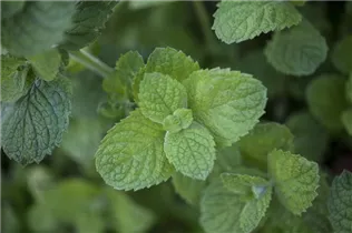 Mentha suaveolens 'Apple Mint' - Apfel-Minze Mentha suaveolens 'Apple Mint' - Apfel-Minze