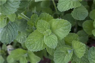 Mentha suaveolens 'Apple Mint' - Apfel-Minze Mentha suaveolens 'Apple Mint' - Apfel-Minze