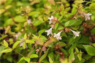  - Abelia grandiflora