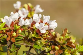  - Abelia grandiflora