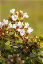  - Abelia grandiflora