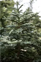 Abies procera 'Procumbens' - Zwergedeltanne 'Procumbens' Abies procera 'Procumbens' - Zwergedeltanne 'Procumbens'