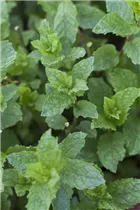Mentha suaveolens 'Apple Mint' - Apfel-Minze Mentha suaveolens 'Apple Mint' - Apfel-Minze