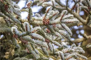 Abies koreana - Koreatanne Abies koreana - Koreatanne