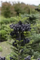 Abies koreana - Koreatanne Abies koreana - Koreatanne