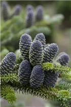 Abies koreana - Koreatanne Abies koreana - Koreatanne