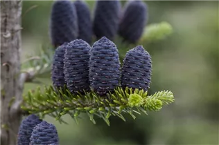 Abies koreana - Koreatanne Abies koreana - Koreatanne