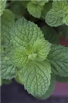 Mentha suaveolens 'Apple Mint' - Apfel-Minze Mentha suaveolens 'Apple Mint' - Apfel-Minze
