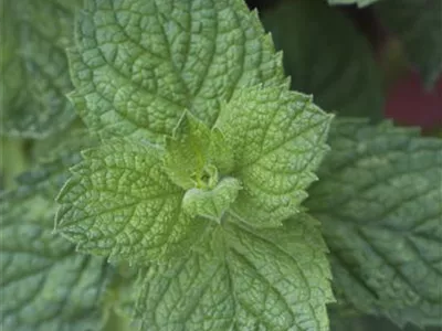 Mentha suaveolens 'Apple Mint' - Apfel-Minze Mentha suaveolens 'Apple Mint' - Apfel-Minze